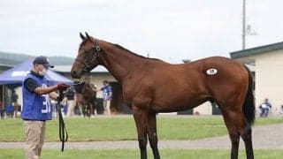 GIII覇者エテルナミノルの仔を皐月賞馬ディーマジェスティのオーナーが5400万円で落札／セレクションセール2022