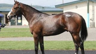 【セレクションセール2022・第1日目】 シニスターミニスター産駒「ディアレストトリックスキの2021」が6200万円で最高価格