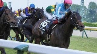 【アイビスSD予想オッズ】マリアズハートが予想1番人気