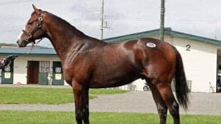 【セレクションセール2022・第1日目】6820万円で落札されたシニスターミニスター産駒「母ディアレストトリックスキ2021」が最高価格