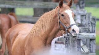 日高で余生を過ごすマンダララ(2)繁殖牝馬たちの穏やかな余生のためにできること…