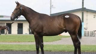 【セレクションセール2022・第2日目】ブリックスアンドモルタル産駒「レーヌミノルの2021」が6600万円で最高価格