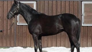 【JRA新馬戦】クイーンズリングの仔シャザーンなどがデビュー