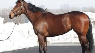 【POGデビュー情報】半弟は4億円馬＆母は豪の名牝、リバティアイランドが土曜新潟5Rで初陣