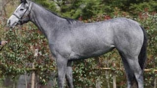 【POGデビュー情報】エメイヴェイモンが日曜新潟6Rで初陣　兄姉にブランボヌール、エントシャイデン、ビアンフェなど