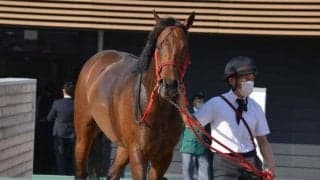 【アイビスSD予想】韋駄天S組は3年連続連対中 サマースプリントシリーズの第3戦