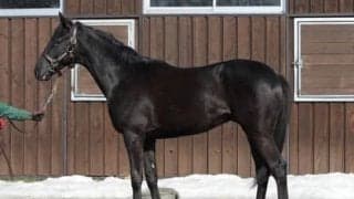 「この馬は走るね」鹿戸厩舎のライツオブキングスはスタッフ大絶賛の逸材