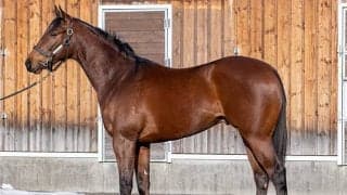 【POG】ジェンティルドンナの半弟イストロスが20日小倉ダート1700mで初陣 鞍上は香港の名手C.ホー