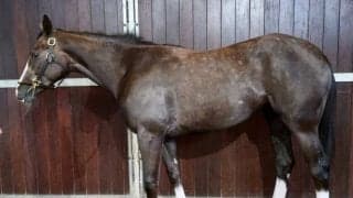 サクソンウォリアー産駒 フォミルマジックがデビュー