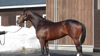 新種牡馬リアルスティール産駒の「大物」フェイト。陣営の評価はいかに？