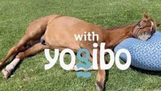 アドマイヤジャパン出演の「Yogibo」CMがO.A開始！ 契約料はニンジン12年分