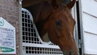 ライブリマウントが死亡、31歳の大往生　1995年の最優秀ダートホース