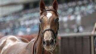 【次走】10番人気を覆し新馬勝ちのモルチャンはヤマボウシ賞へ　祖母は重賞5勝の名スプリンター