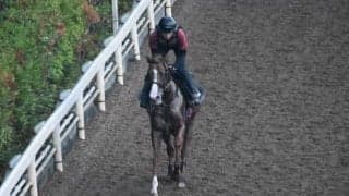 マテンロウスカイなど、先週の入厩情報/栗東トレセンニュース