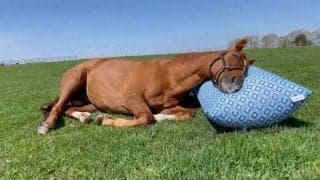 アドマイヤジャパン出演の「Yogibo」新CMが絶賛放映中！契約料はニンジン12年分相当！