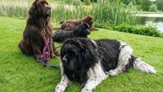 「試合があまりにつまらなかったんだ」侵入した犬がピッチで“熟睡” 後半のキックオフが遅れる…