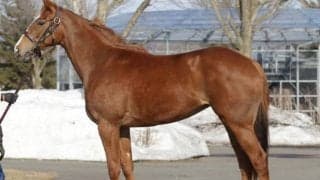 【JRA新馬戦】タワーオブロンドンの半弟サスツルギなどがデビュー