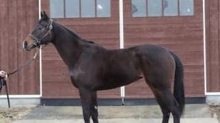 蛯名調教師が手がけるアパパネの子アスパルディーコ。デビューを前にして「めちゃくちゃよくなった」