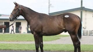 売り上げが前年比大幅増となったセレクションセール