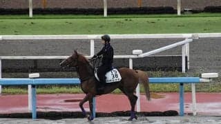 【次走】重賞2勝馬バビットはオールカマーで復帰目指す 5歳世代の快速逃げ馬が1年7か月ぶりのターフへ