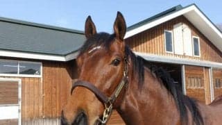 【JRA新馬戦】ジェンティルドンナの半弟イストロスなどがデビュー