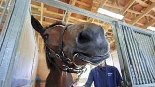 アイドルホースオーディション最終結果発表！どの馬がファン待望のぬいぐるみ化されるのか？