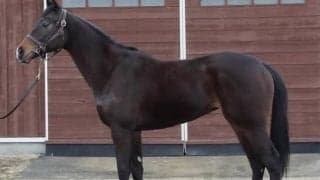 【POG】三冠牝馬アパパネの仔アスパルディーコが1週前追い切り　田辺騎手「馬っぷりはいいけど、まだ幼い部分が」