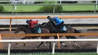 姉に交流重賞2勝レーヌブランシュ、フライヤートゥルーが新潟でデビュー/関西馬メイクデビュー情報