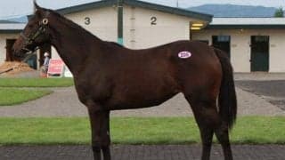 サマーセールが初日迎える　最高価格は2640万円で落札されたモルトフェリーチェの2021