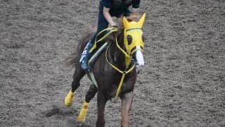 ボルドグフーシュなど、先週の入厩情報/栗東トレセンニュース