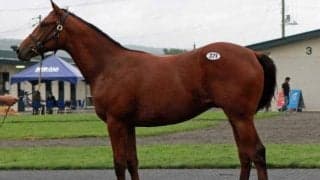 サマーセール2日目　ハイノリッジの2021が4070万円で落札される