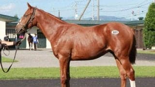 サマーセール3日目　ファーゴの2021が4180万円で落札される