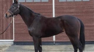 【JRA新馬戦】アパパネの仔アスパルディーコ、シルバーステートの半弟フォトンブルーなどがデビュー