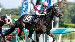 【次走】ジュンブロッサムは神戸新聞杯へ 前走レコード勝ちの勢いそのままに重賞制覇へ