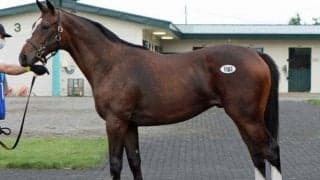 サマーセール5日目　最高価格馬はプラージュの2021ら2頭