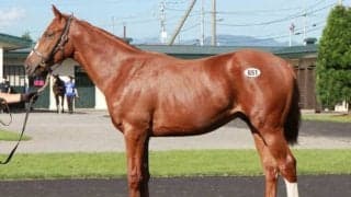 【サマーセール2022】総売上70億円越えのレコード 上場馬1237頭のうち958頭が売却