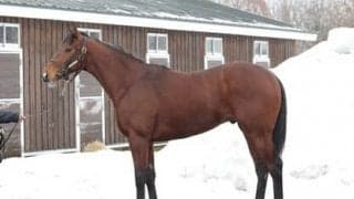 デビュー目前。「ディープインパクトのラストクロップのなかでは一番」と評されるオープンファイア