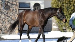 ダノンバラード産駒がJRA重賞初制覇　新潟2歳Sをキタウイングが勝利