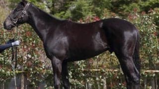 無敗三冠馬コントレイルの弟がゲート試験に合格