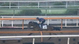 メイケイエール、セントウルS1週前追い切り速報/栗東トレセンニュース