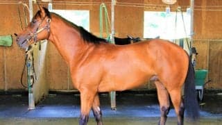 インゼルの大将格 ドウフォルスが初陣