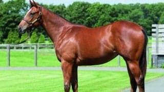 インゼルサラブレッドクラブが2022年度の募集開始 今年は計20頭がラインナップ