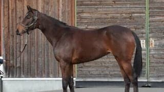 繁栄の一族出身のサファイア。デビューは先も、スタッフはすでに光るものを感じとっていた