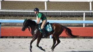 ネフェルウラーなど、先週のゲート試験/栗東トレセンニュース