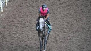 ヴェローナシチーなど、先週の入厩情報/栗東トレセンニュース