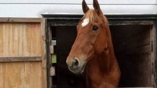 “いたずら好きのかまってちゃん” タイキシャトルと過ごした日々(1)