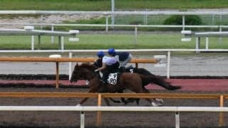 ジャスティンパレス、神戸新聞杯2週前追い切り速報/栗東トレセンニュース