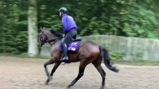 ドウデュース ニエル賞へ向けて追い切り