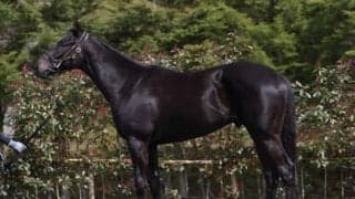 三冠馬の弟インタクト。矢作調教師は「必ず走ってくる」と自信のコメント