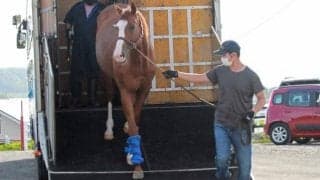 インティが優駿スタリオンステーションに到着